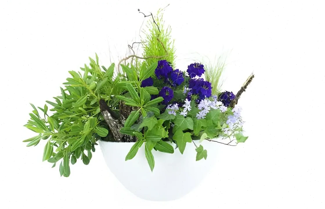 Jubilation Florale